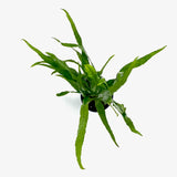 Java fern sp. narrow (Microsorum pteropus sp. narrow) (potted)