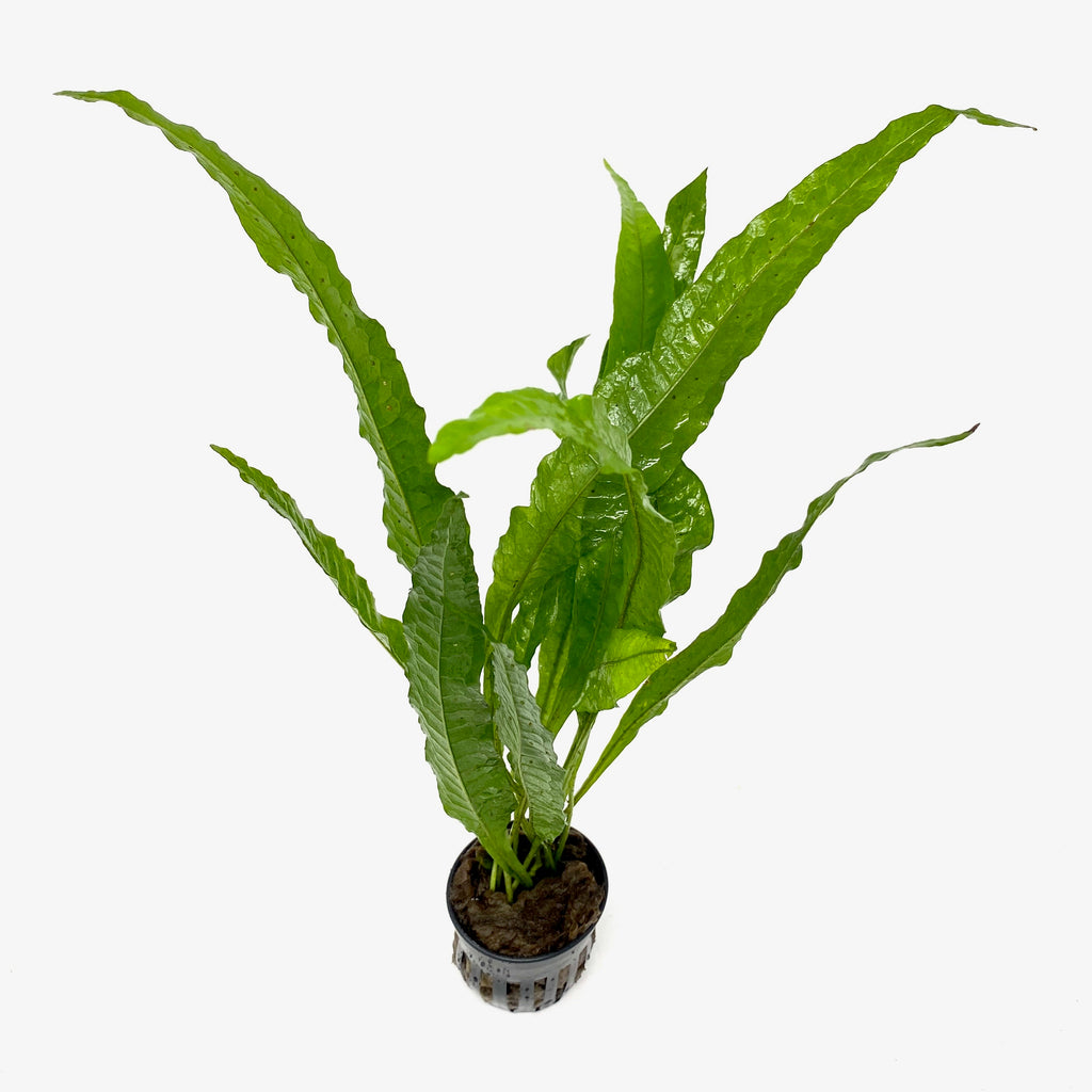 Java fern philippine (Microsorum pteropus philippine)