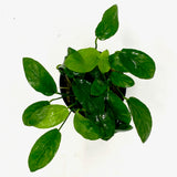 Anubias barteri var nana 'paxing' (potted)