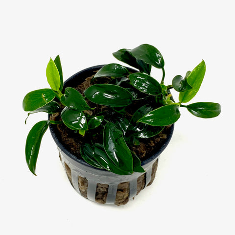 Anubias Jungle Star (potted)