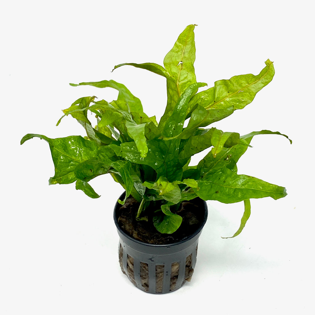 Java Fern Gold Sparkle (Microsorum pteropus gold sparkle) (potted ...