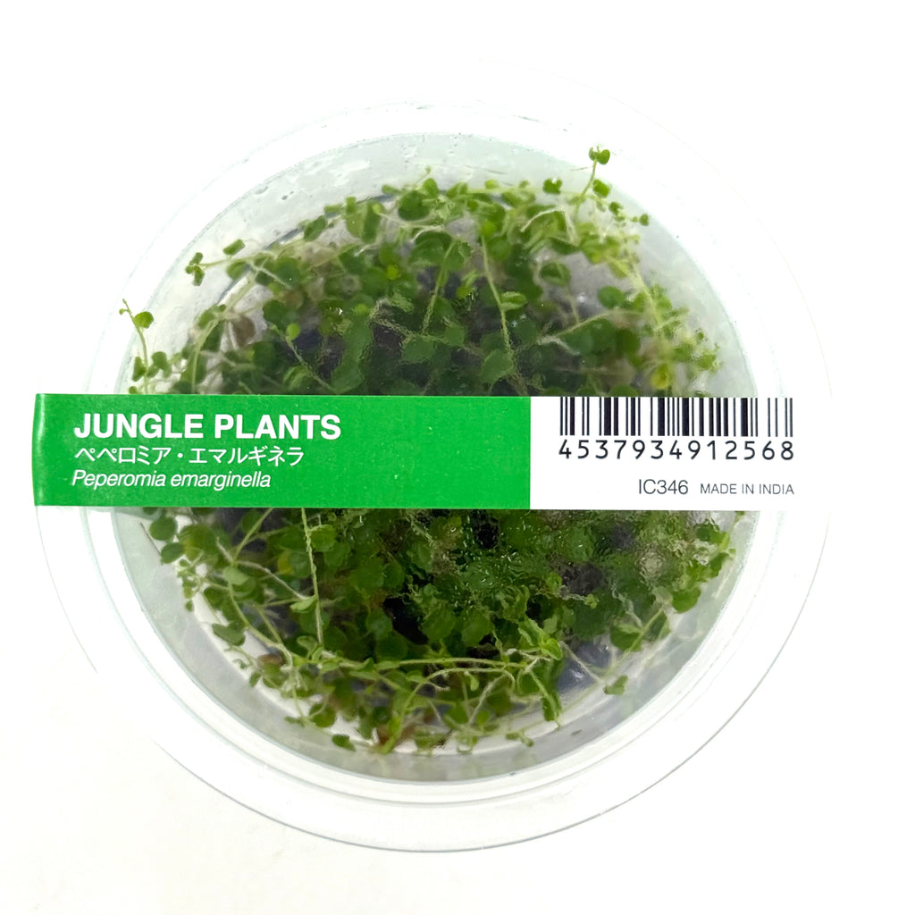 ADA jungle plants in tissue culture cup