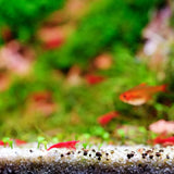 Twinstar LED Light E-Line V with LightControl Pro - Adjustable leg