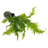 Microsorum pteropus lionfish  (potted)