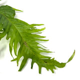 Microsorum pteropus lionfish  (potted)