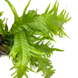 Microsorum pteropus lionfish  (potted)