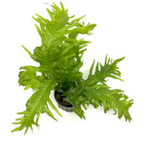 Microsorum pteropus lionfish  (potted)