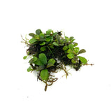 Bucephalandra Mini Coin