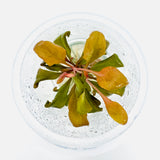 IC471 ADA Tissue Culture Plant - Samolus parviflorus 'red'