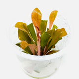 IC471 ADA Tissue Culture Plant - Samolus parviflorus 'red'