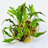 IC088 ADA Tissue Culture  - Cryptocoryne spiralis CK