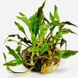 IC088 ADA Tissue Culture  - Cryptocoryne spiralis CK