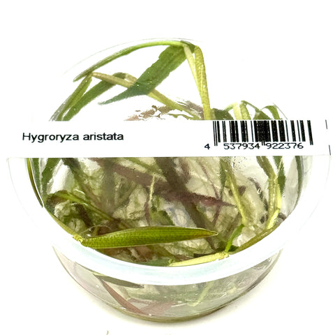 Hygroryza aristata