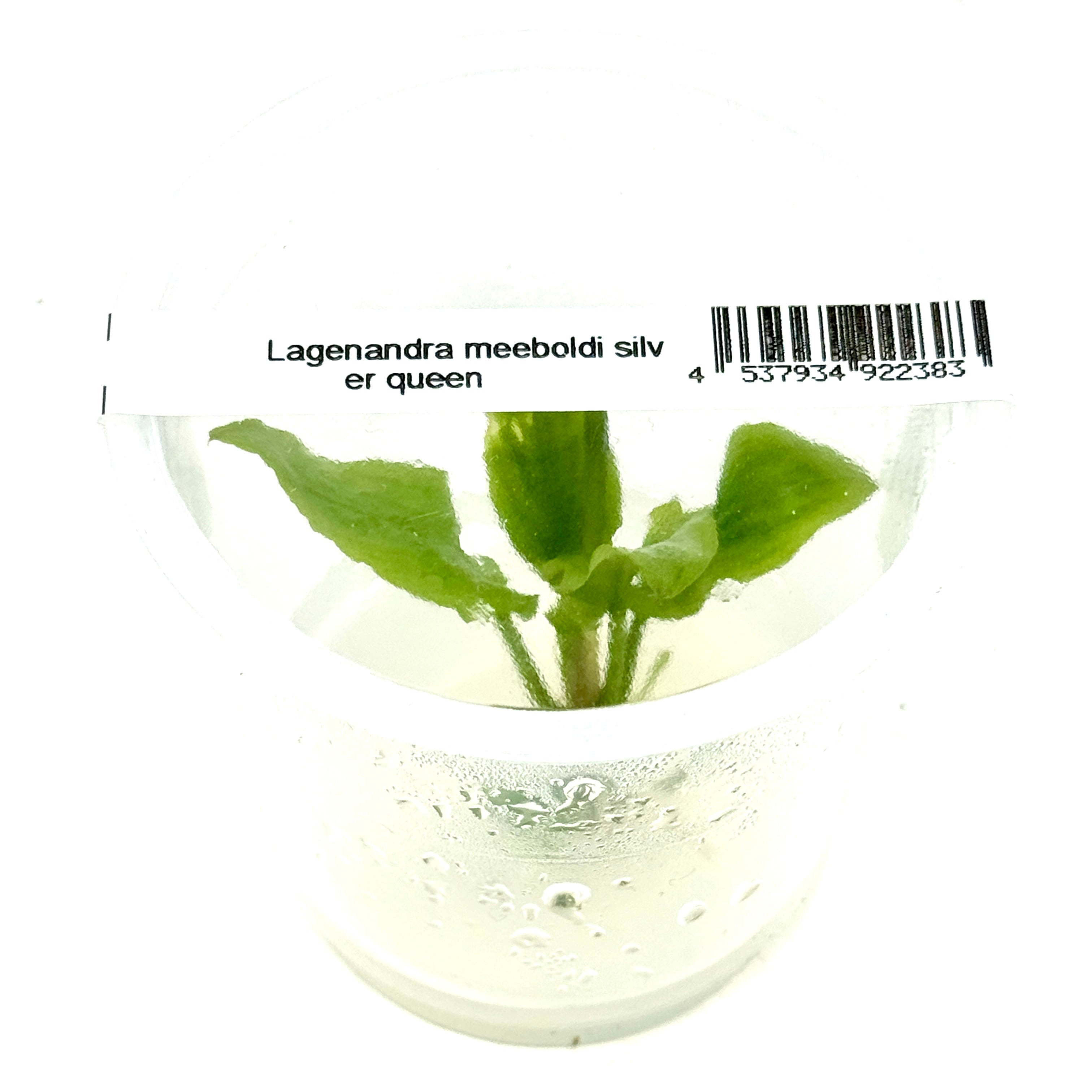 IC226 Tissue Culture - Lagenandra meeboldi silver queen – Aqua