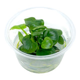 AFA tissue culture-Anubias nana gold coin