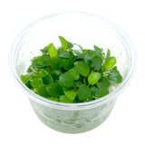 AFA tissue culture-Schismattoglottis prietoi