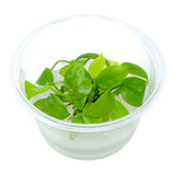AFA tissue culture-Anubias nana Gold