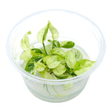 AFA tissue culture-Anubias nana pinto