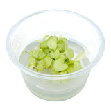 AFA tissue culture-Anubias nana ice