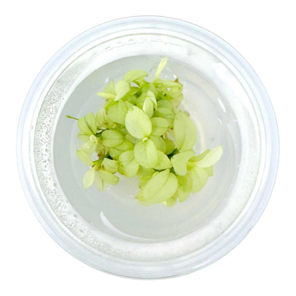 AFA tissue culture-Anubias nana ice