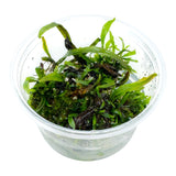 AFA tissue culture-Microsorum peteropus narrow leaf red