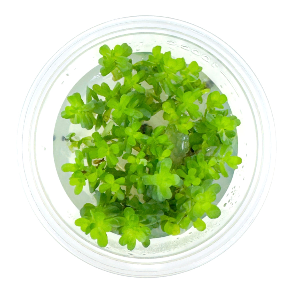 AFA Rotala Bonsai tissue culture cup