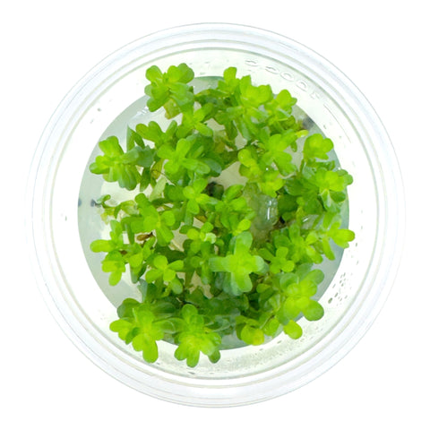 AFA Rotala Bonsai tissue culture cup