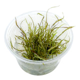 AFA tissue culture-Cryptocoryne tonkinensis