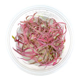 AFA Hygrophila araguaia Chai tissue culture cup