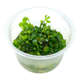 AFA tissue culture-Marsilea hirsuta