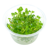 AFA tissue culture-Lobelia cardinalis