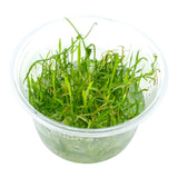 AFA tissue culture-Lilaeopsis brasiliensis