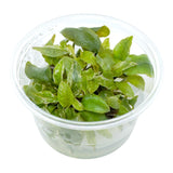 AFA tissue culture-Lagenandra bleeding heart