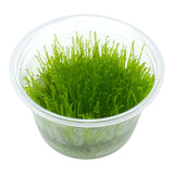 AFA tissue culture-Taxiphyllum flame moss
