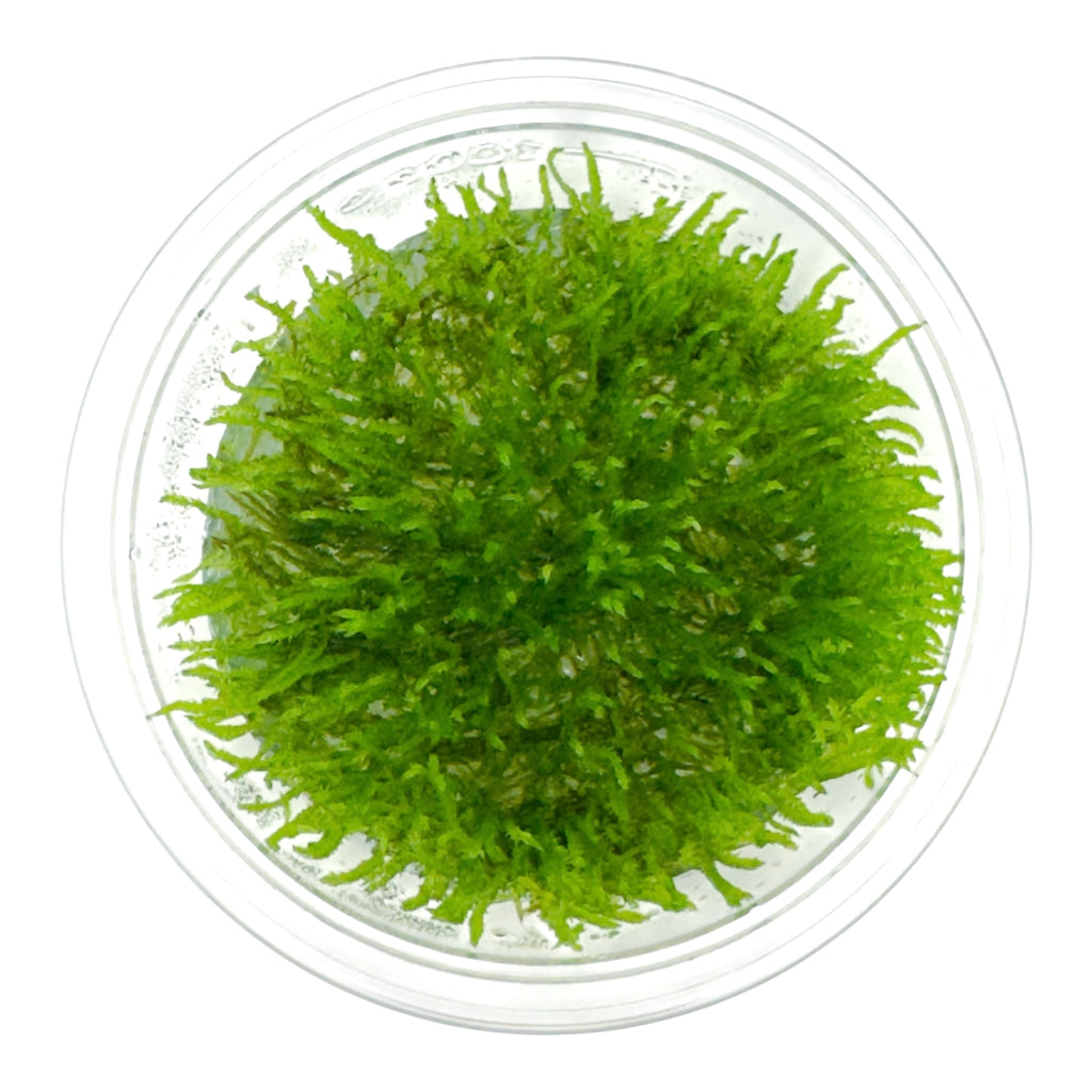 Taxiphyllum flame moss