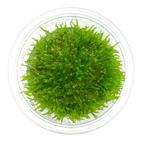 Taxiphyllum flame moss