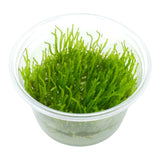 AFA tissue culture Vesicularia Ferriei Weeping moss