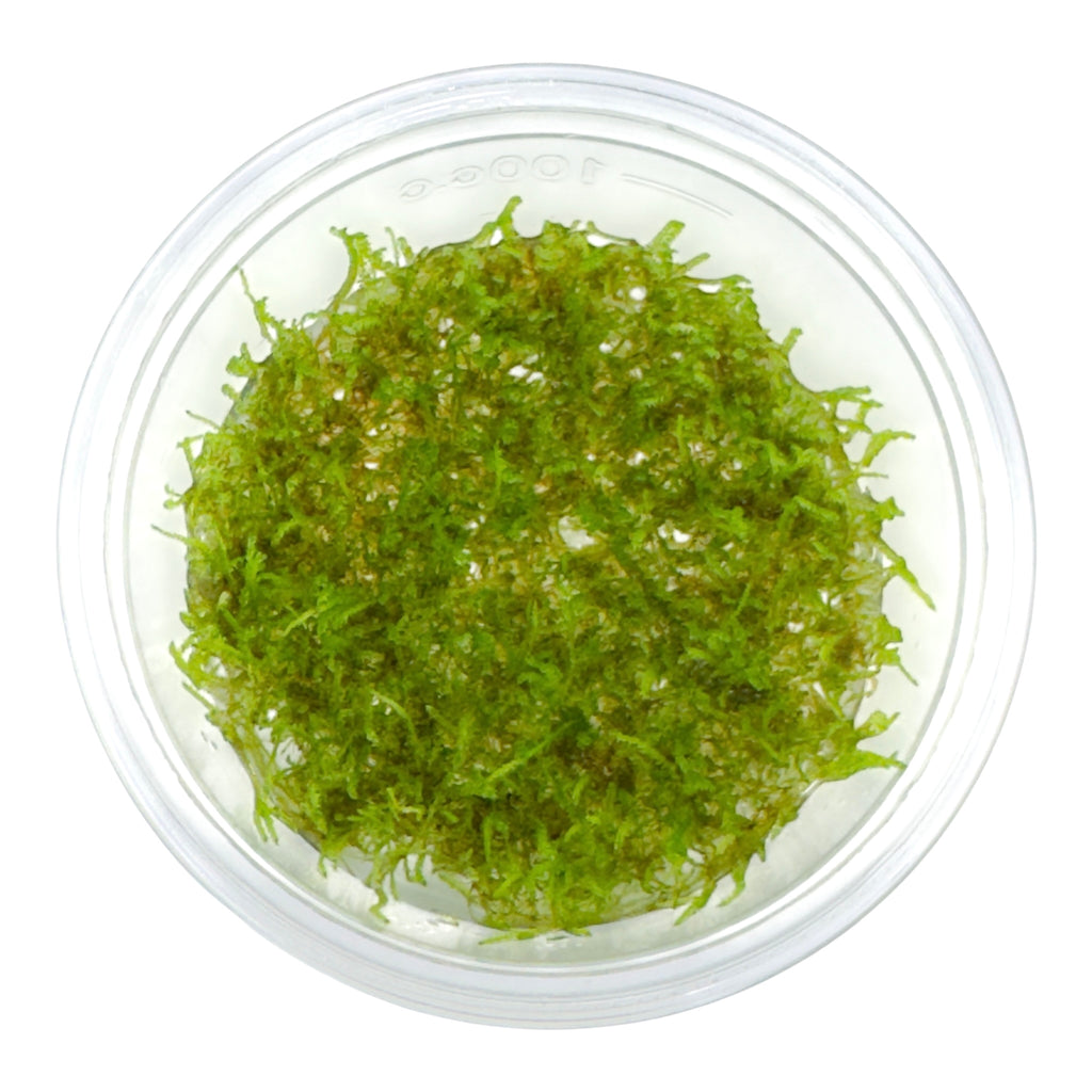 AFA tissue culture-Taxiphyllum barbieri Giant moss