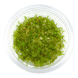 AFA tissue culture-Taxiphyllum barbieri Giant moss