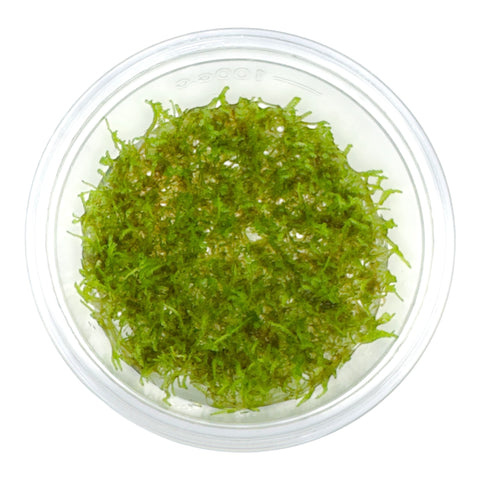 AFA tissue culture-Taxiphyllum barbieri Giant moss