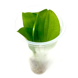 LC066 ADA Jungle plants-Echinodorus 'Ozelot Green Long Leaf'  (Jungle plants cup)