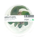 LC074 ADA Jungle plants-Echinodorus 'Joyo Red Star'  (Jungle plants cup)