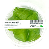 LC080 ADA Jungle plants-Echinodorus argentinensis  (Jungle plants cup)