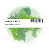 LC115 ADA Jungle plants-Leptochilus wrightii 'Round leaf'  (Jungle plants cup)