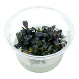 AFA Bucephalandra brownie tissue culture cup