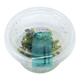 AFA Bucephalandra brownie purple tissue culture cup