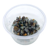 AFA Bucephalandra brownie rotundifolia neo tissue culture cup