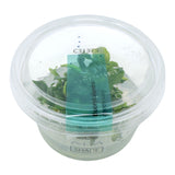 AFA Bucephalandra green wavy tissue culture cup