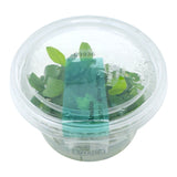 AFA Anubias barteri var. nana petite tissue culture cup
