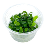 AFA Anubias barteri var. nana petite tissue culture cup